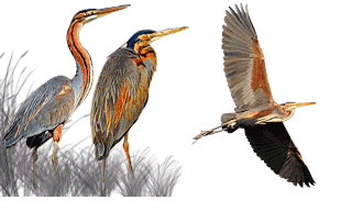 Purple Heron