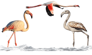 Greater Flamingo
