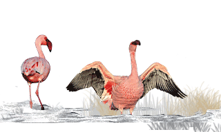 Lesser Flamingo
