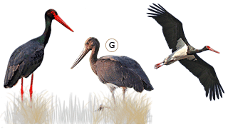 Black Stork