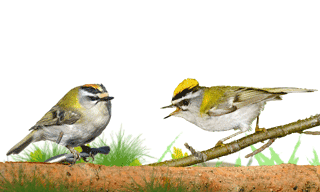 Common Firecrest