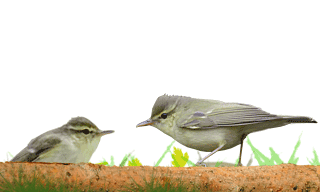 Green Warbler