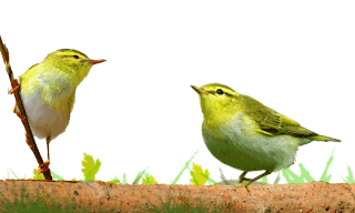 Wood Warbler