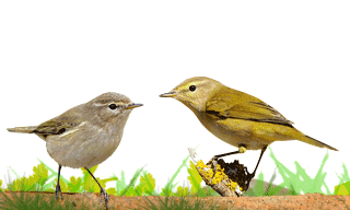 Common Chiffchaff