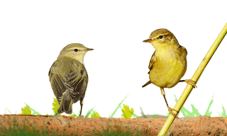 Willow Warbler