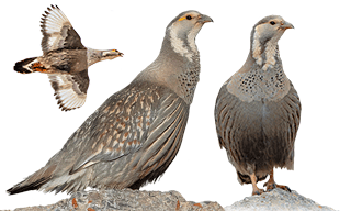 Caspian Snowcock