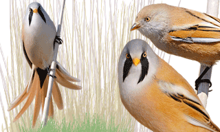 Bearded Reedling