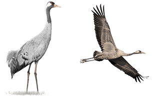 Common Crane