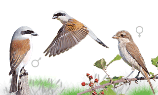 Red-backed Shrike