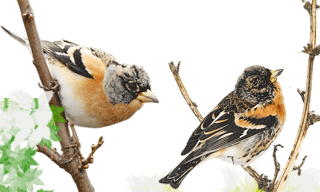 Brambling