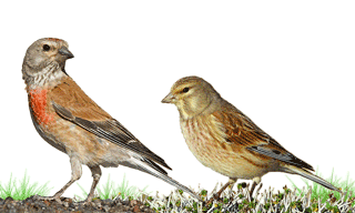 Common Linnet