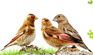 Eurasian Crimson-winged Finch