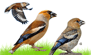 Hawfinch