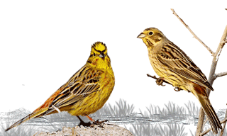 Yellowhammer