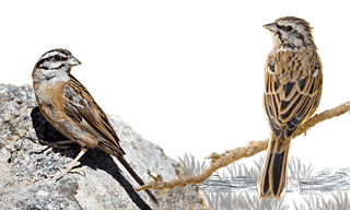 Rock Bunting