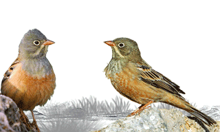 Ortolan Bunting