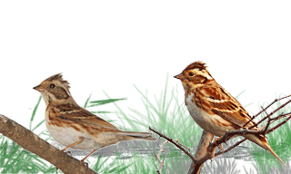 Rustic Bunting