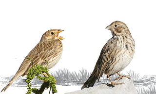 Corn Bunting