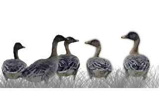 Taiga/Tundra Bean Goose