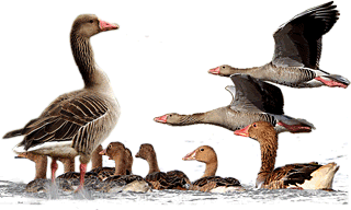 Greylag Goose