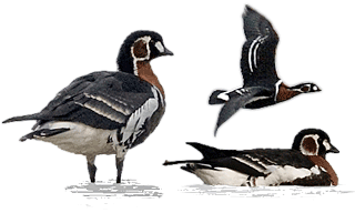 Red-breasted Goose