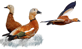 Ruddy Shelduck