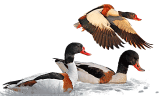 Common Shelduck