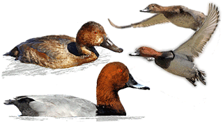 Common Pochard