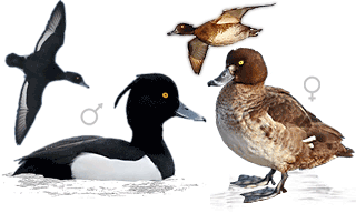 Tufted Duck