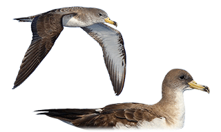 Scopoli`s Shearwater