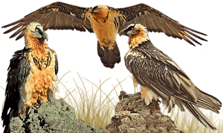 Bearded Vulture