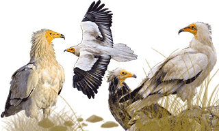 Egyptian Vulture