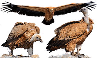 Griffon Vulture