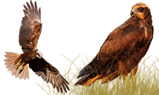 Western Marsh Harrier