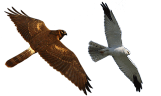 Pallid Harrier