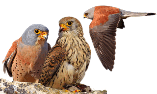 Lesser Kestrel