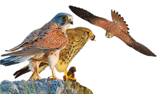 Common Kestrel