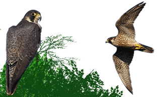 Peregrine Falcon