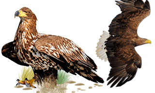 White-tailed Eagle