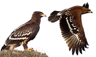 Greater Spotted Eagle