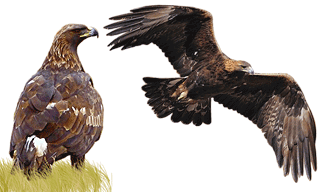 Golden Eagle