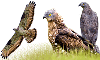 European Honey Buzzard