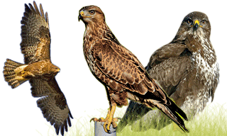 Common Buzzard