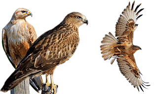 Long-legged Buzzard