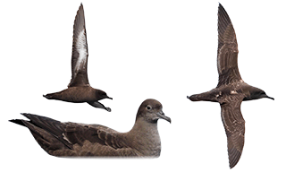 Sooty Shearwater
