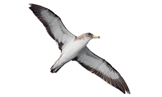 Cory's Shearwater