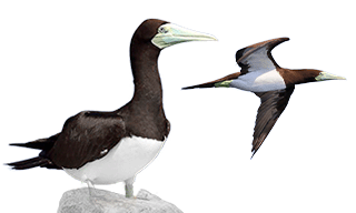 Brown Booby 
