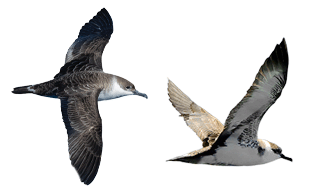 Great Shearwater