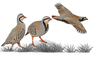 Chukar Partridge