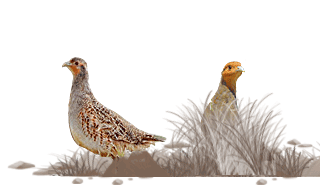 Grey Partridge